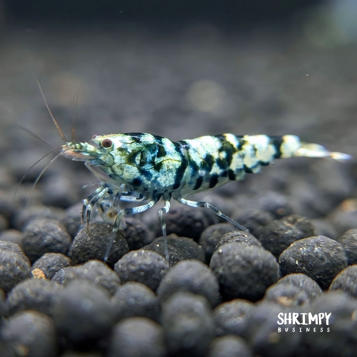 Black Fancy Tiger Shrimp