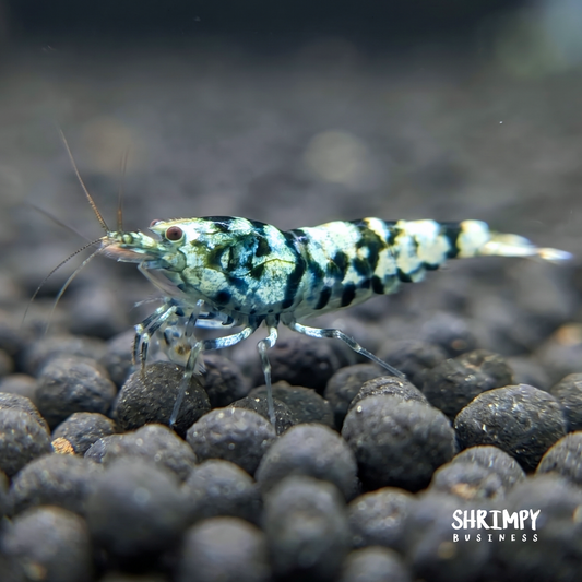 Black Fancy Tiger Shrimp
