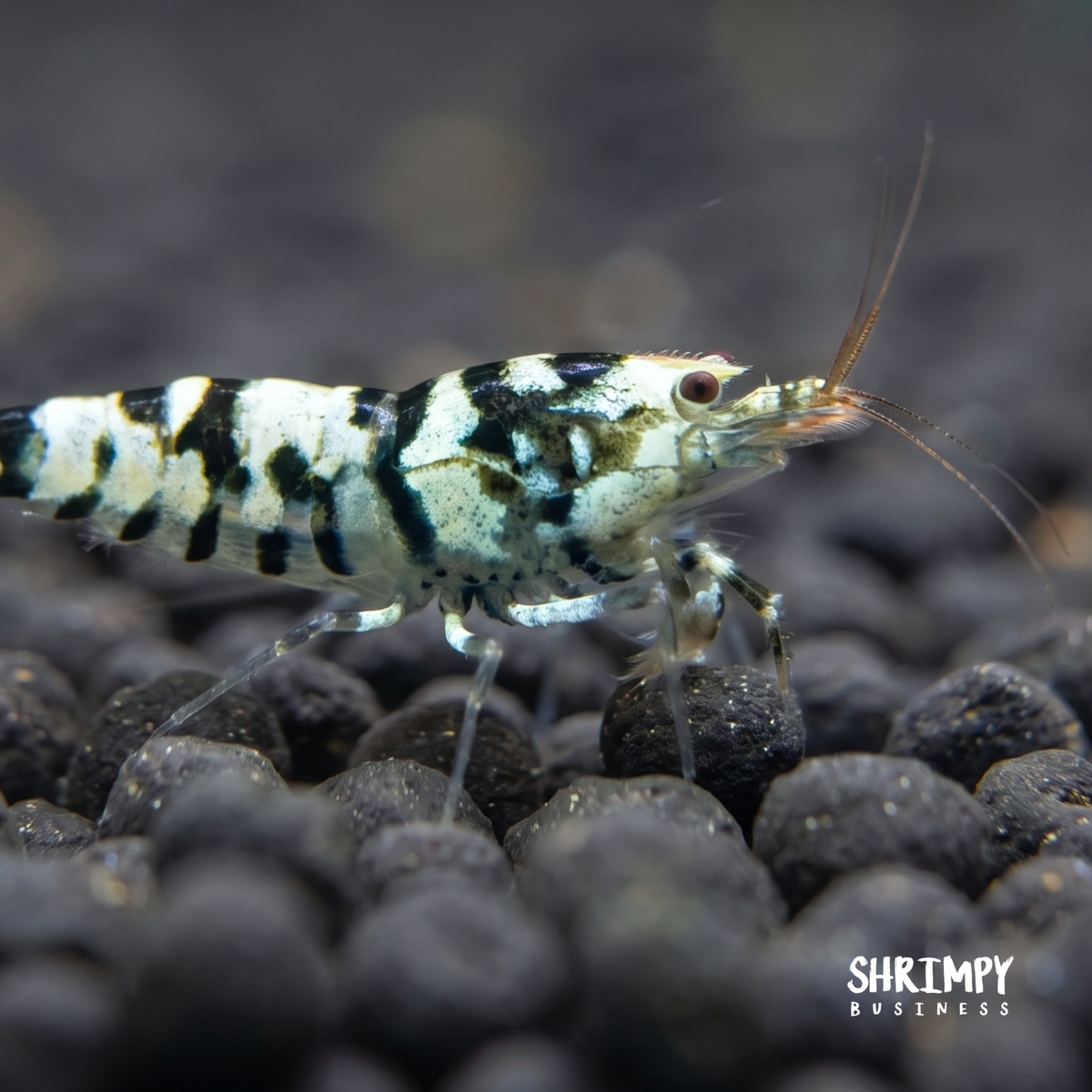 Black Fancy Tiger Shrimp