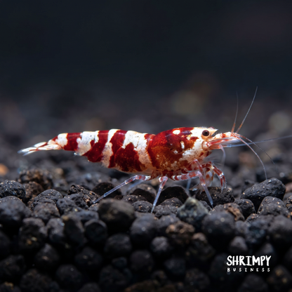 Red Galaxy Pinto Shrimp
