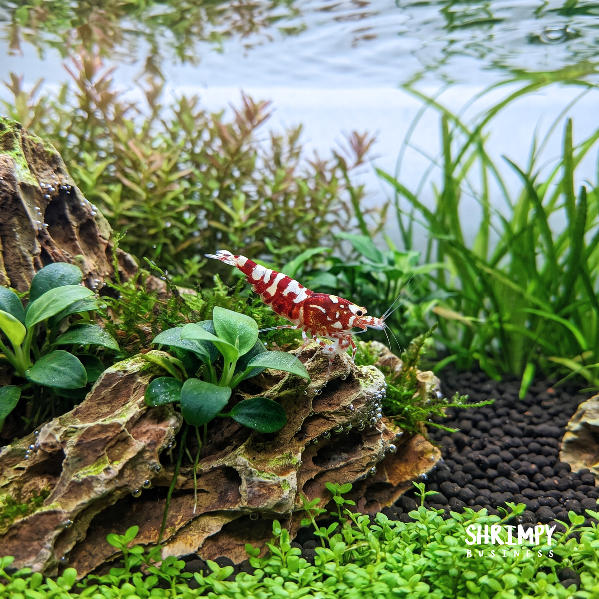 Red Galaxy Pinto Shrimp