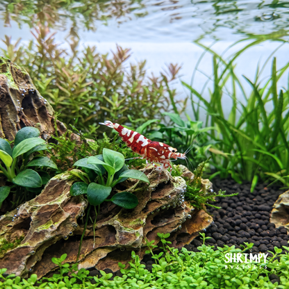 Red Galaxy Pinto Shrimp