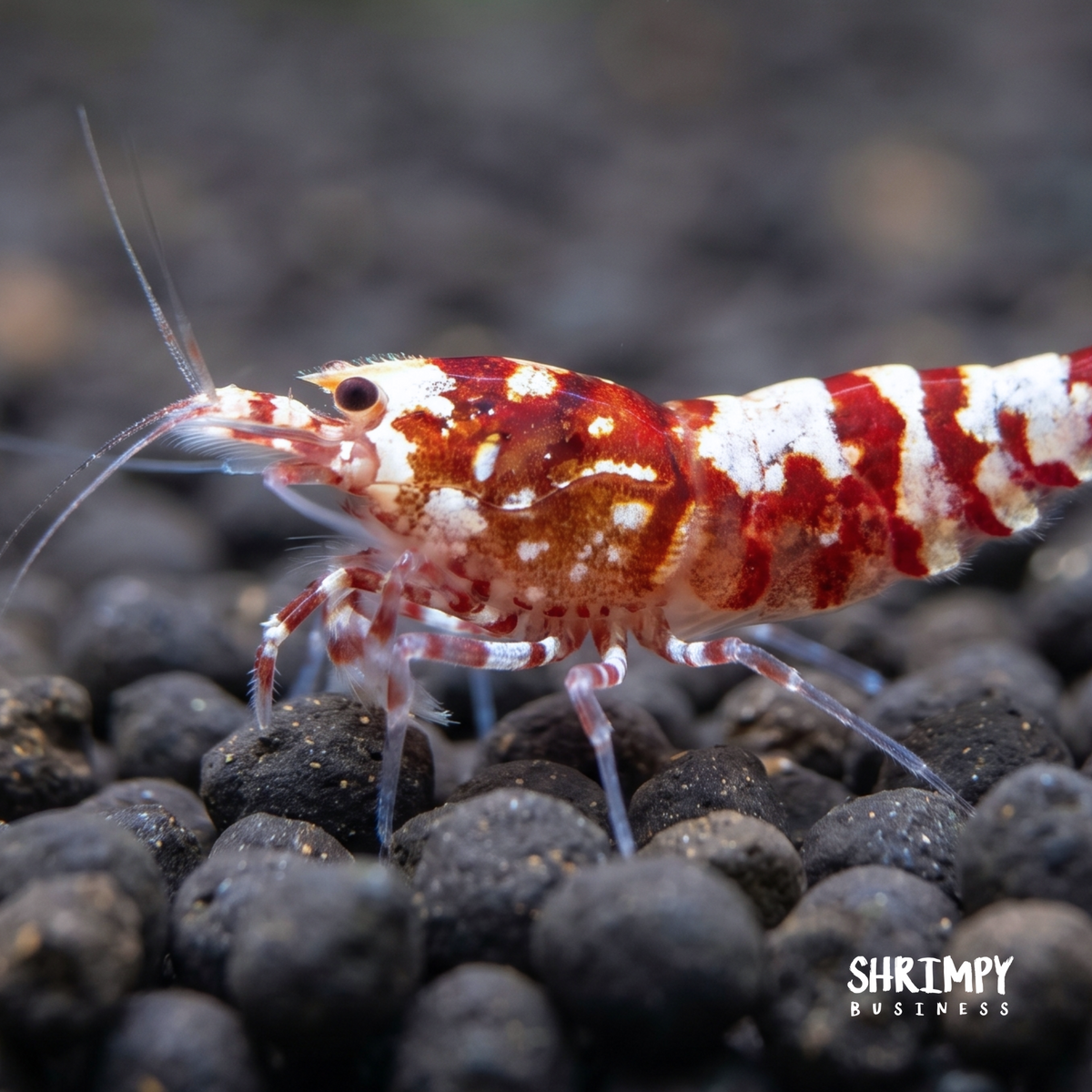 Red Galaxy Pinto Shrimp