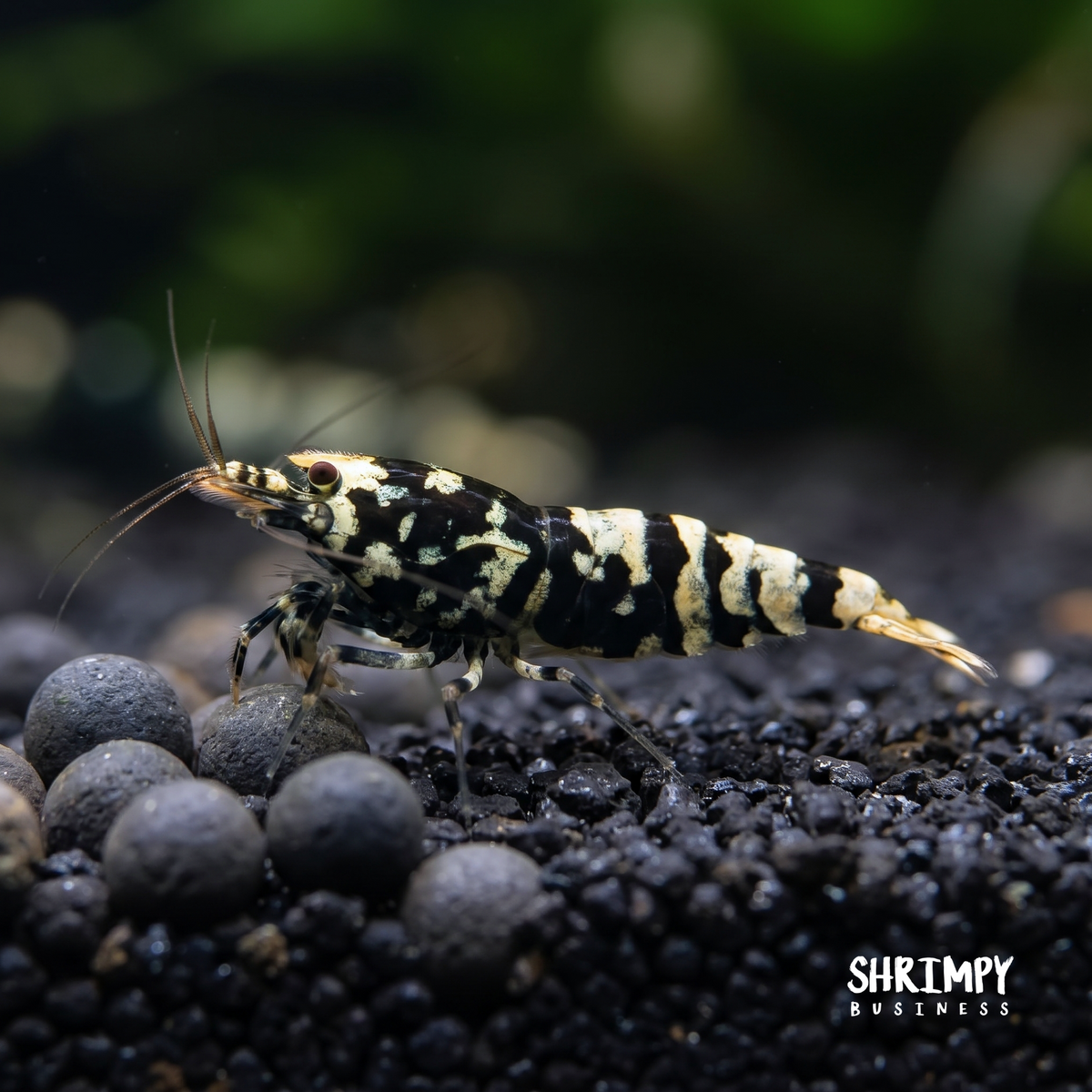 Black Galaxy Pinto Shrimp