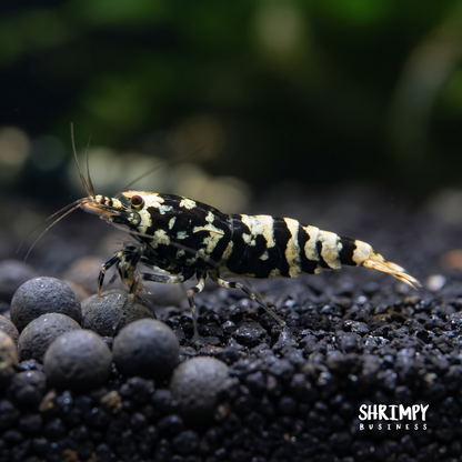 Black Galaxy Pinto Shrimp
