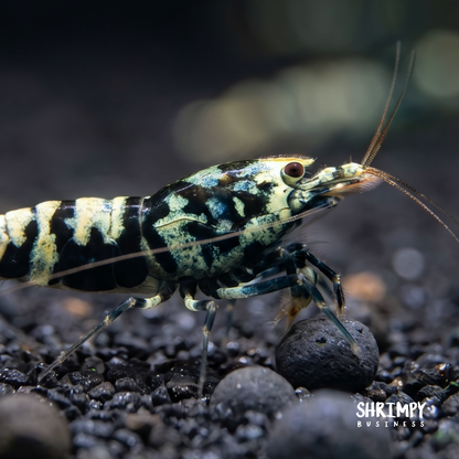 Black Galaxy Pinto Shrimp