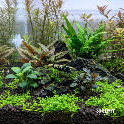 Black Galaxy Pinto Shrimp