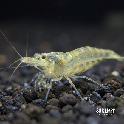 Yellow Amano Shrimp