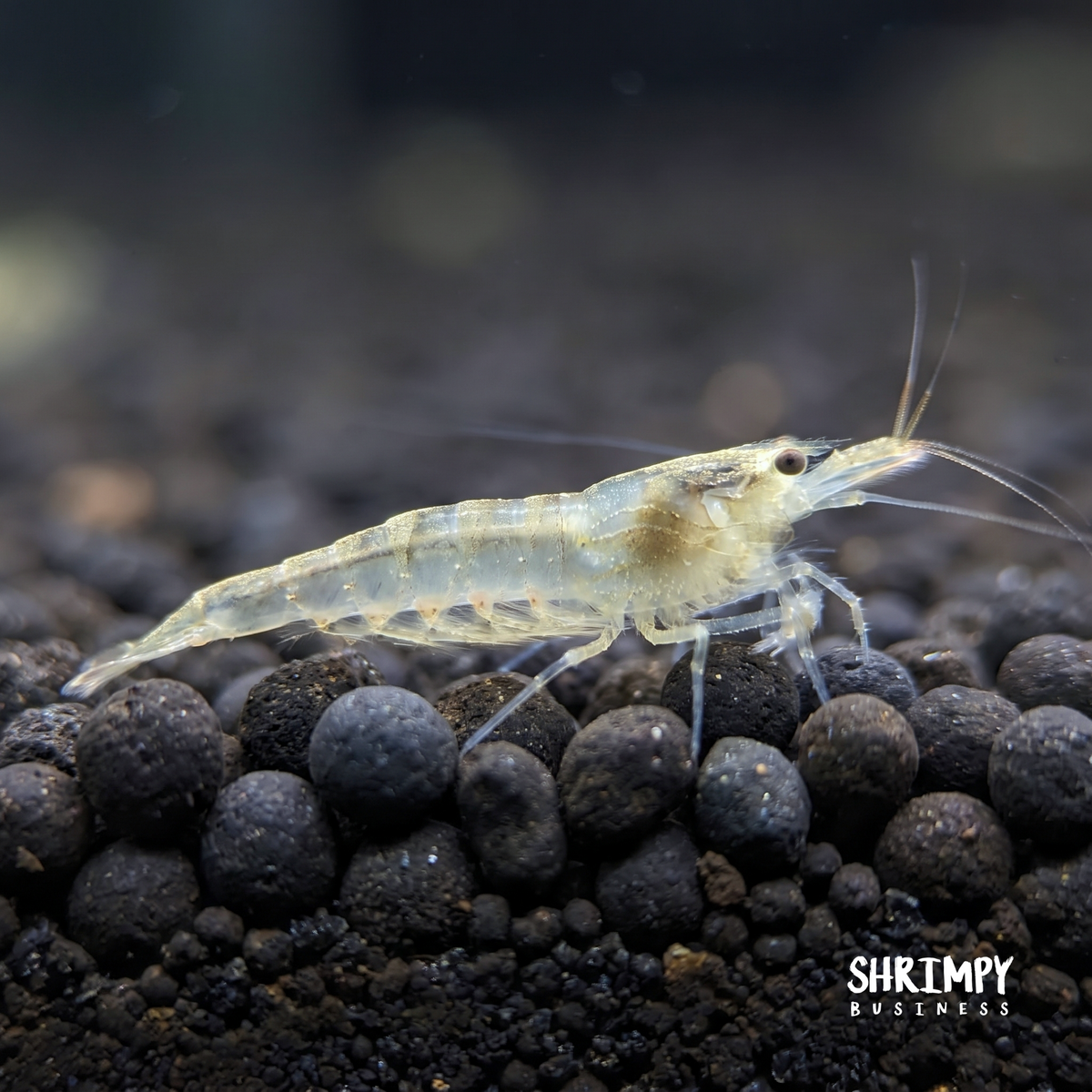 Yellow Amano Shrimp