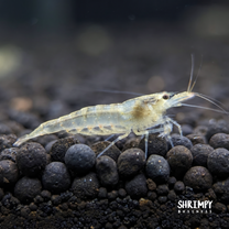 Yellow Amano Shrimp
