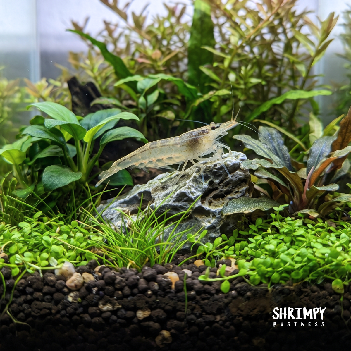 Yellow Amano Shrimp