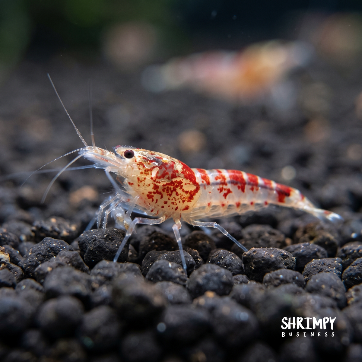Golden Calceo Shrimp