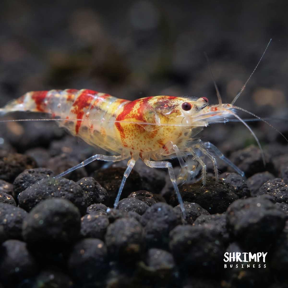 Golden Calceo Shrimp