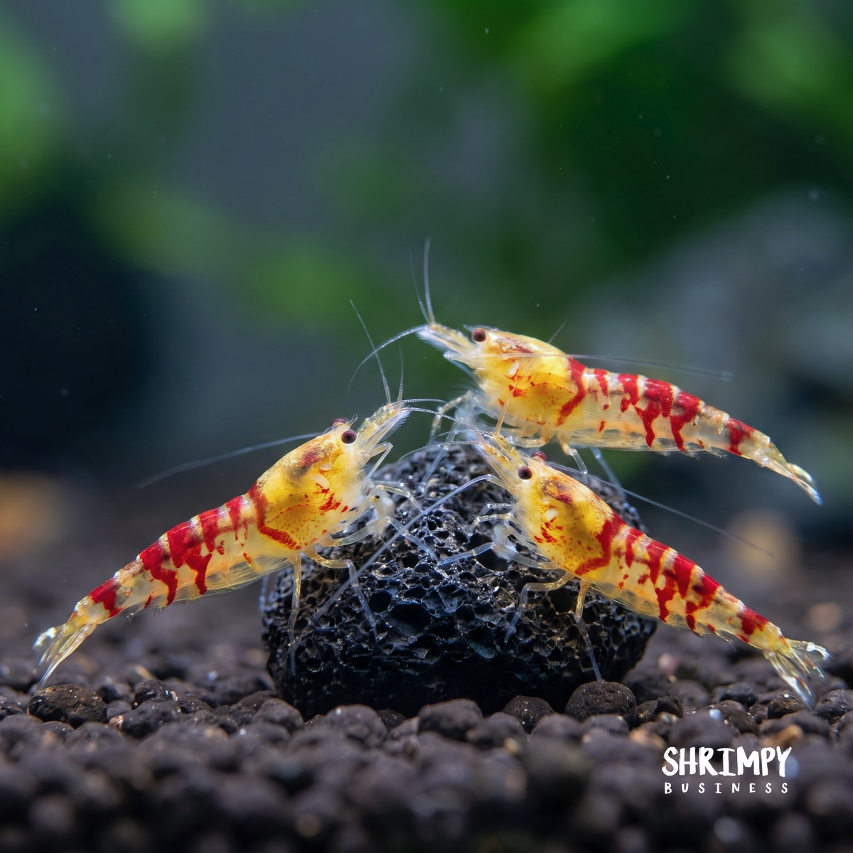 Golden Calceo Shrimp