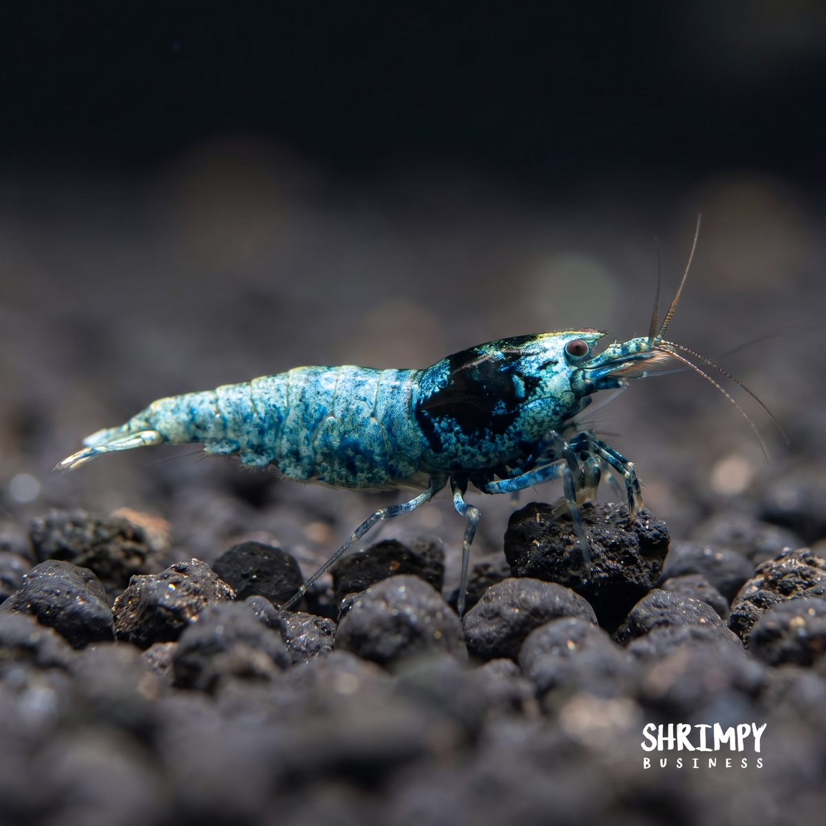 Shadow Mosura Shrimp