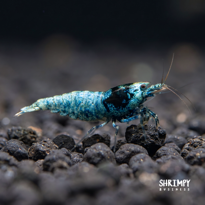 Shadow Mosura Shrimp