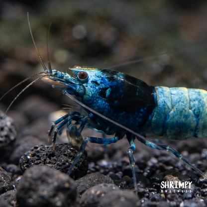 Shadow Mosura Shrimp