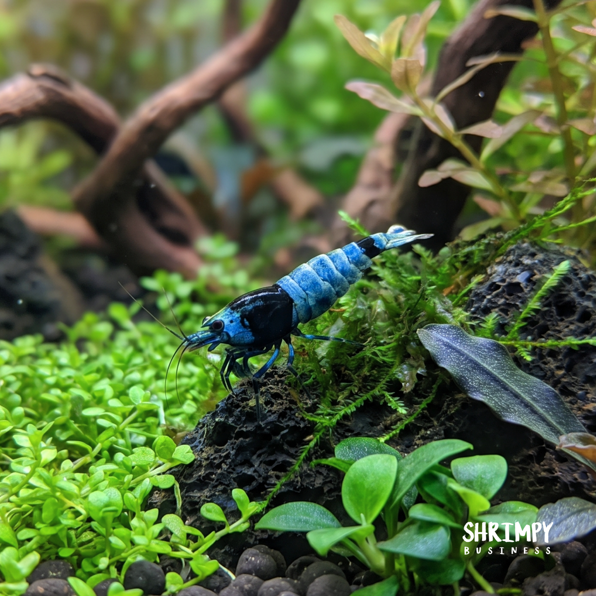 Shadow Mosura Shrimp
