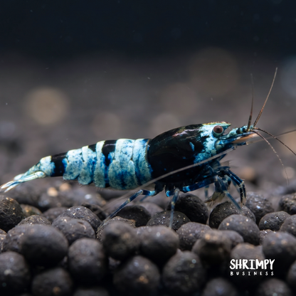 Shadow Mosura Shrimp
