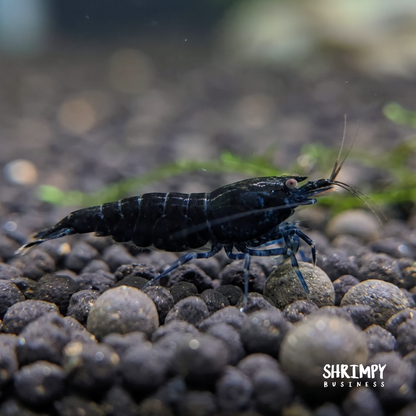 Orange-Eye Royal Blue Tiger Shrimp