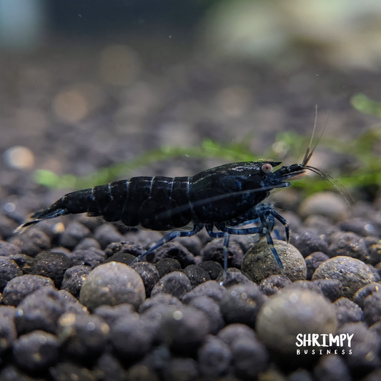 Orange-Eye Royal Blue Tiger Shrimp