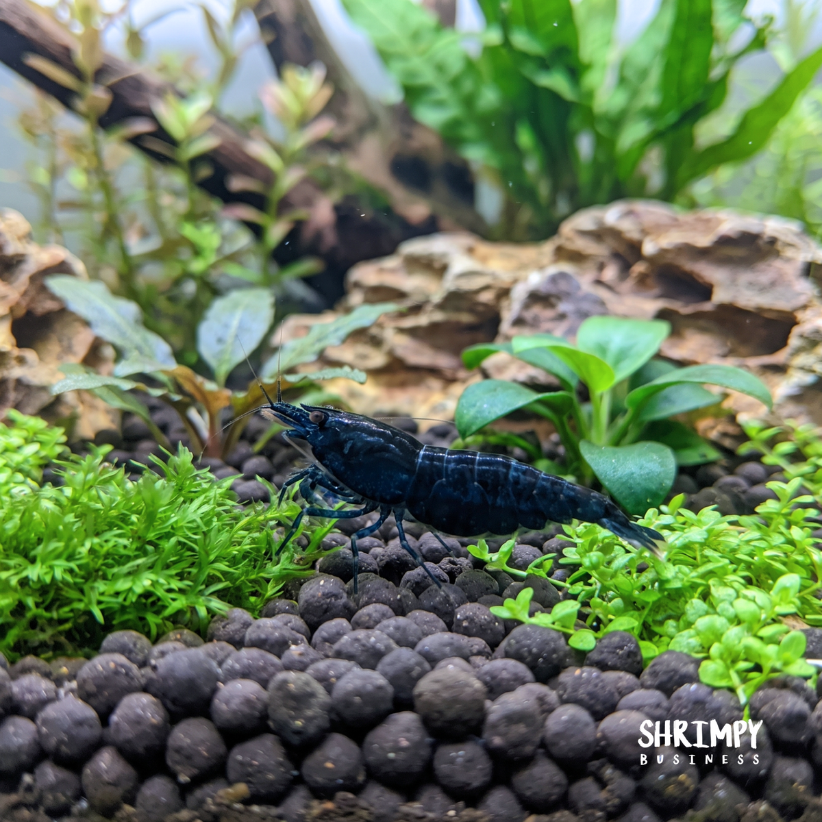 Orange-Eye Royal Blue Tiger Shrimp