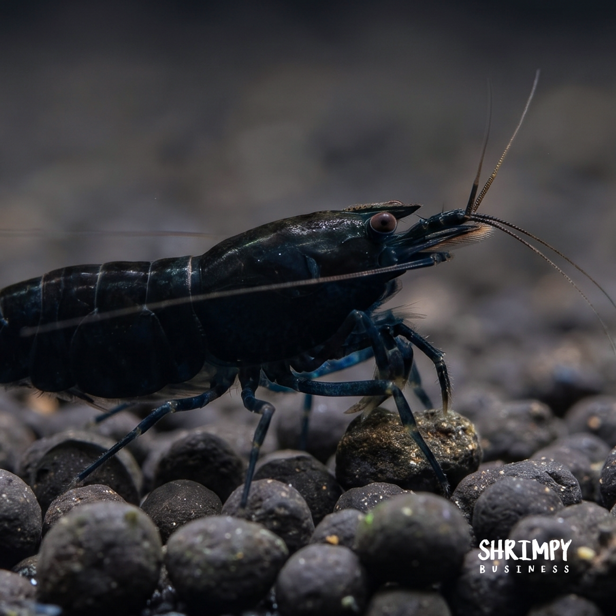 Orange-Eye Royal Blue Tiger Shrimp