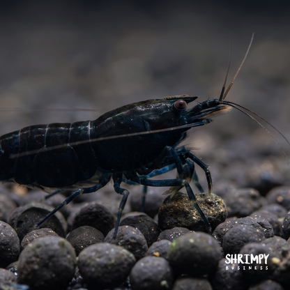 Orange-Eye Royal Blue Tiger Shrimp