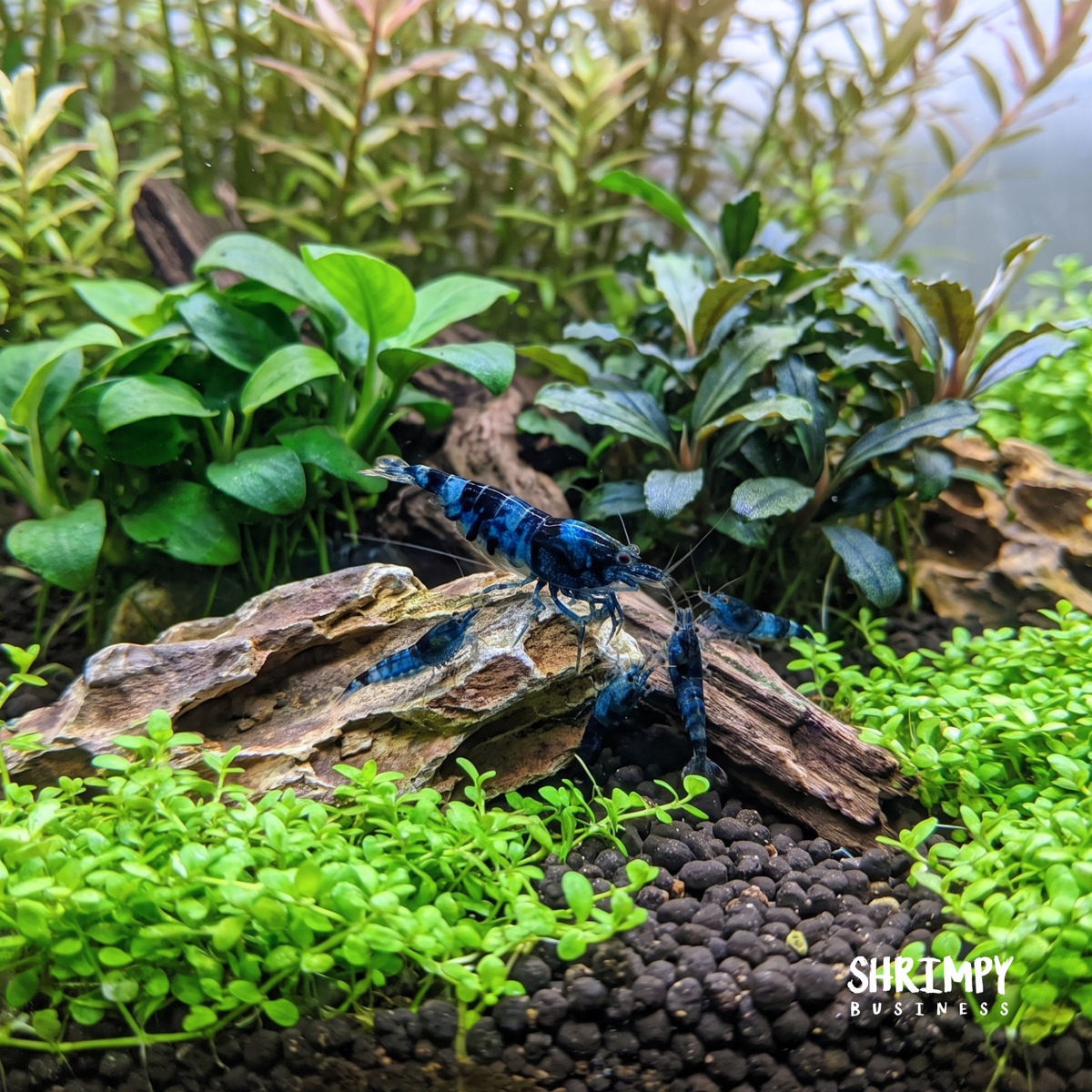 Dragonblood Shrimp