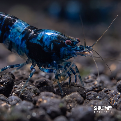 Dragonblood Shrimp
