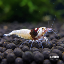 Red German Spotted Head Pinto