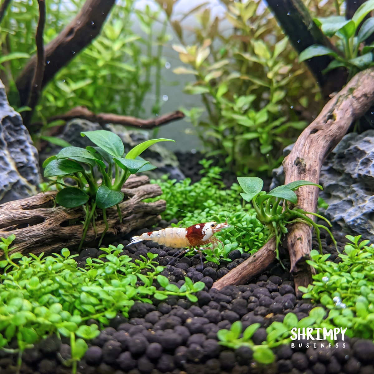Red German Spotted Head Pinto