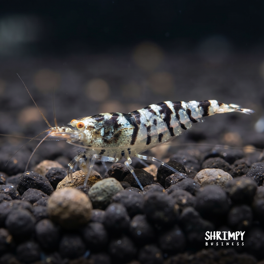 Zebra Babaulti