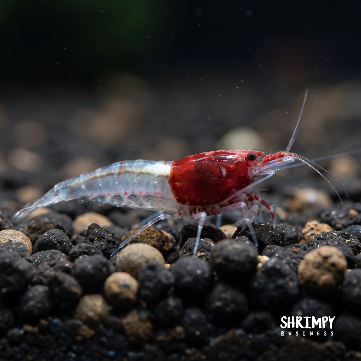 Little Red Riding Hood Shrimp