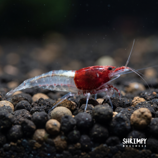 Little Red Riding Hood Shrimp