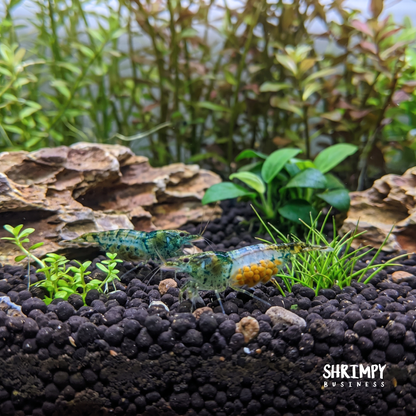 Green Rili Shrimp
