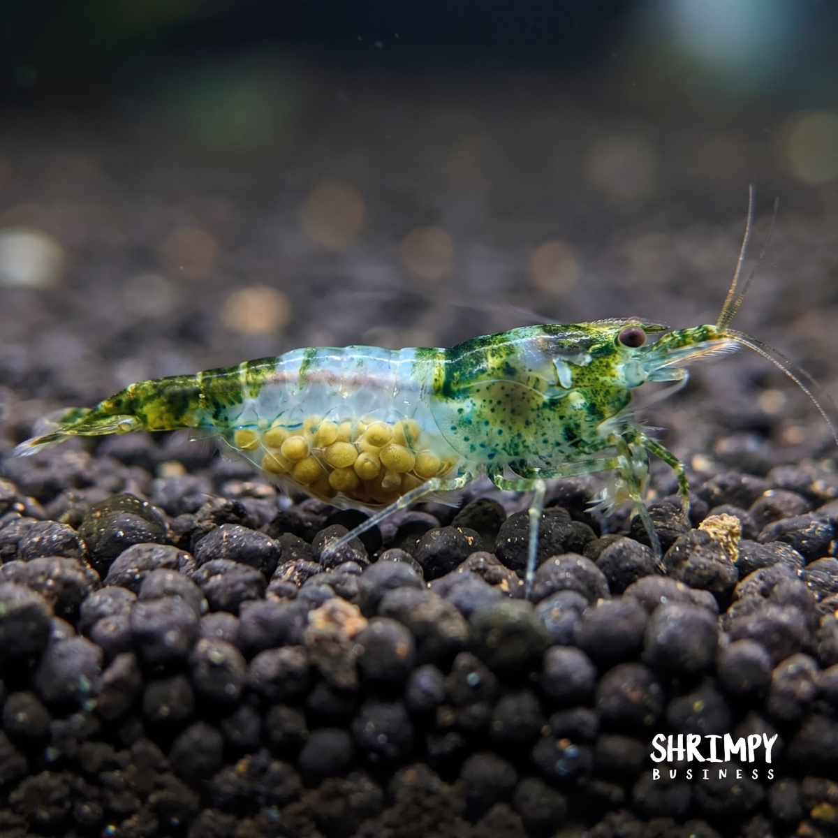 Green Rili Shrimp