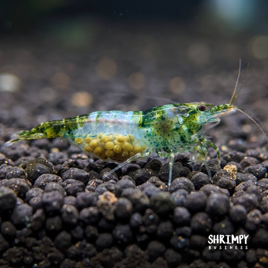 Green Rili Shrimp