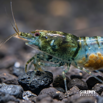 Green Rili Shrimp