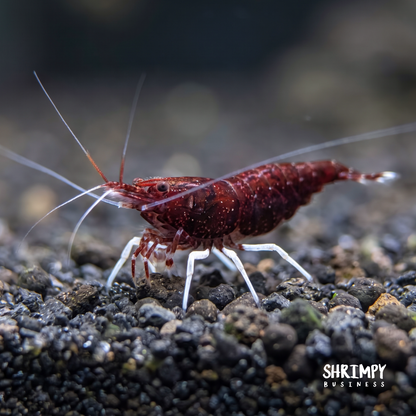 USA-Bred Cardinal Sulawesi Shrimp