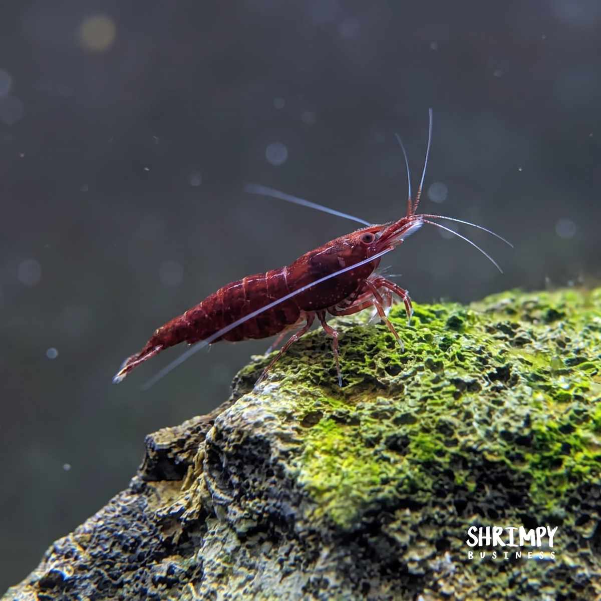 USA-Bred Cardinal Sulawesi Shrimp