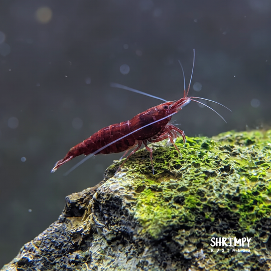 USA-Bred Cardinal Sulawesi Shrimp