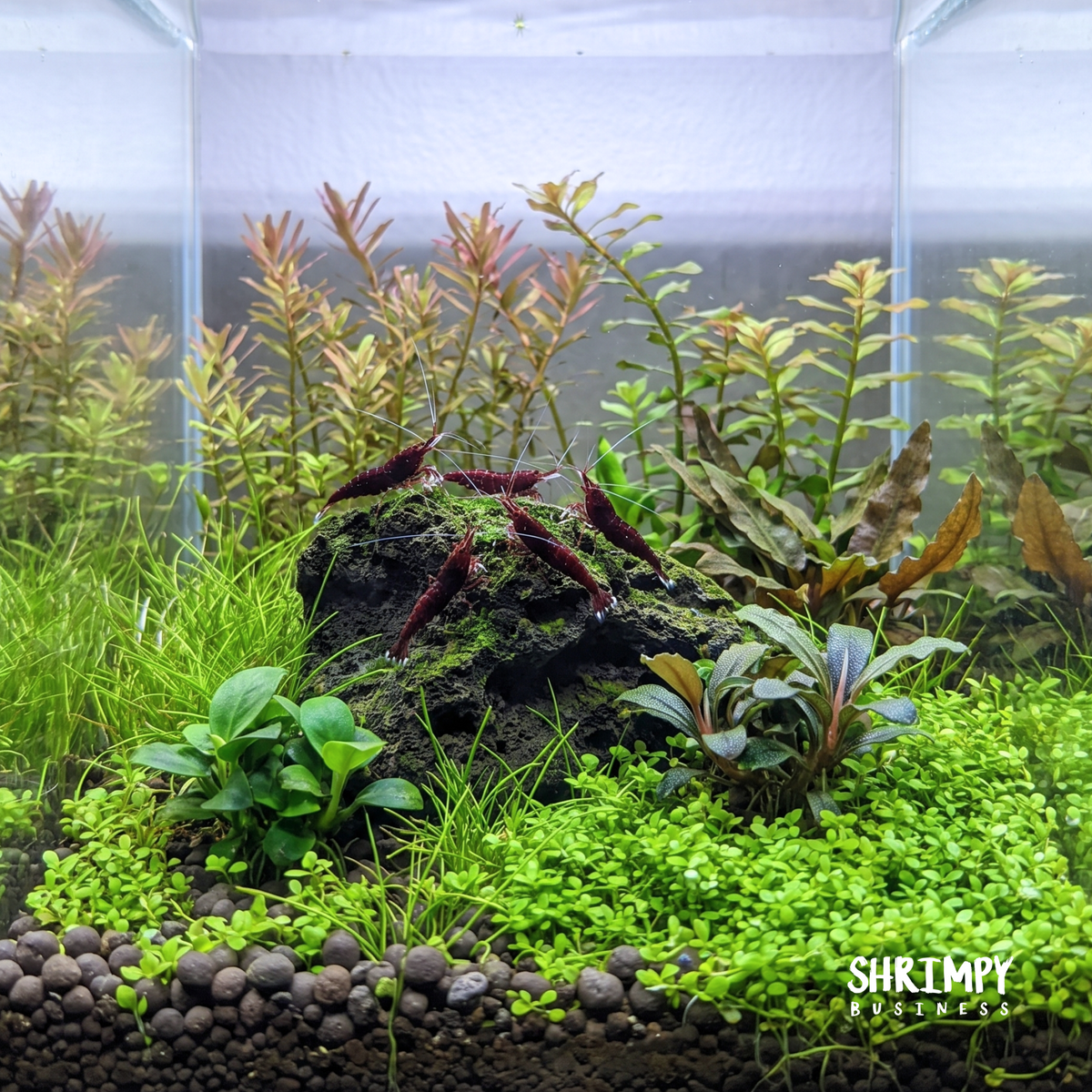 USA-Bred Cardinal Sulawesi Shrimp