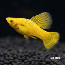 Solid Yellow 'Banana' Variatus High Fin Platy