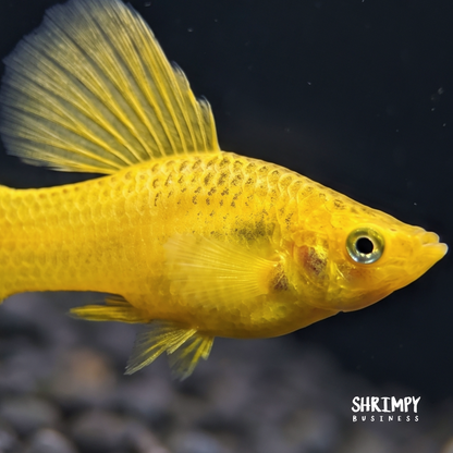 Solid Yellow 'Banana' Variatus High Fin Platy