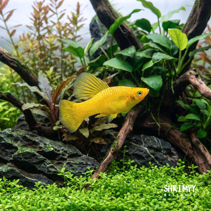 Solid Yellow 'Banana' Variatus High Fin Platy