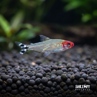 Rummynose Tetra (Tank-Bred)