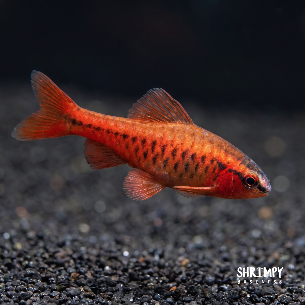 Cherry Barb