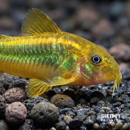 Gold Laser Corydoras (Tank-Bred)