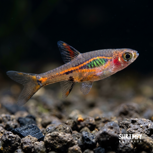 Exclamation Point Rasbora